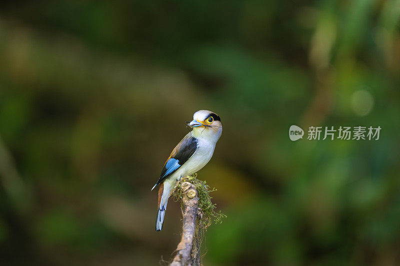 Silver-breasted Broadbill